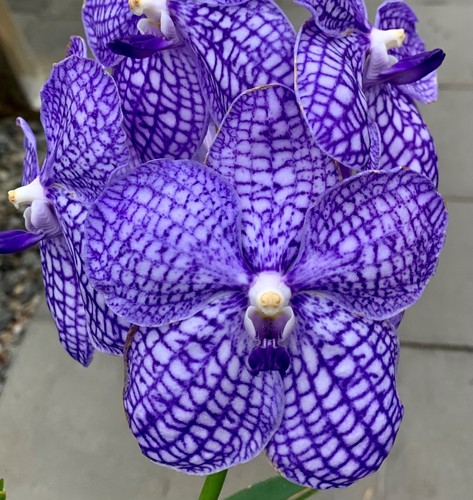 Vanda blue horizon sky - vanda,